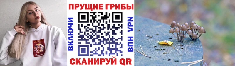 Псилоцибиновые грибы Cubensis  Купить  Новоаннинский 